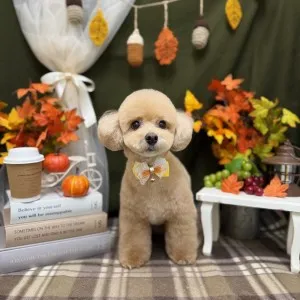 2025年11月28日17時08分投稿　ギャラリー記事「今日のわんちゃん♪」