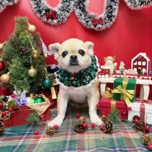 2025年12月23日18時00分投稿　ギャラリー記事「今日のわんちゃん♪」