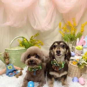 2026年03月16日18時06分投稿　ギャラリー記事「今日のわんちゃん♪」