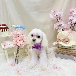 2026年04月05日18時00分投稿　ギャラリー記事「今日のわんちゃん♪」