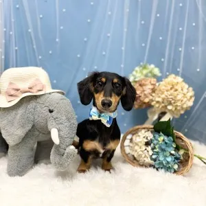 ギャラリー「今日のわんちゃん♪」