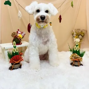 ギャラリー「今日のわんちゃん♪」