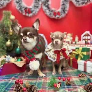 2025年12月13日18時00分投稿　ギャラリー記事「今日のわんちゃん♪」