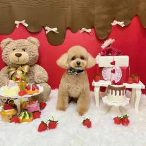 2026年02月09日18時00分投稿　ギャラリー記事「今日のわんちゃん♪」