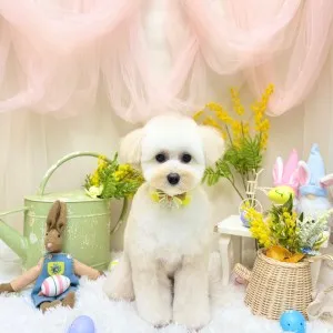 2026年03月07日18時00分投稿　ギャラリー記事「今日のわんちゃん♪」