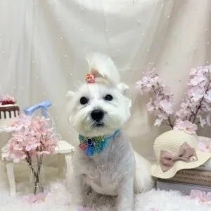 2026年04月02日18時00分投稿　ギャラリー記事「今日のわんちゃん♪」