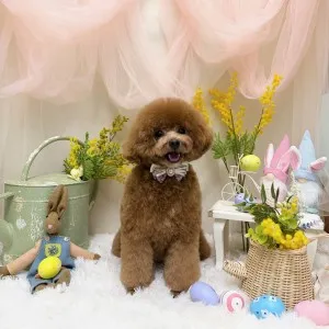 2026年03月06日18時00分投稿　ギャラリー記事「今日のわんちゃん♪」