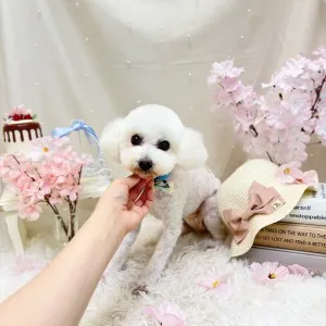 2026年04月30日18時00分投稿　ギャラリー記事「今日のわんちゃん♪」