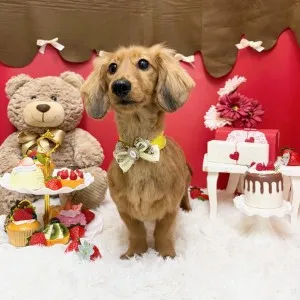 2026年02月17日18時00分投稿　ギャラリー記事「今日のわんちゃん♪」