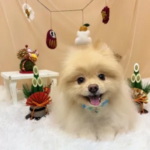 2026年01月22日18時00分投稿 ギャラリー記事「今日のわんちゃん♪」