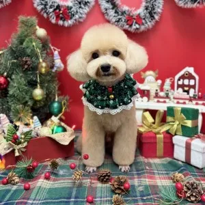 2025年12月04日16時56分投稿　ギャラリー記事「今日のわんちゃん♪」