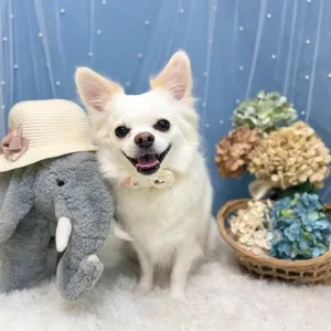 ギャラリー「今日のわんちゃん♪」