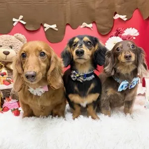 2026年02月01日18時00分投稿　ギャラリー記事「今日のわんちゃん♪」