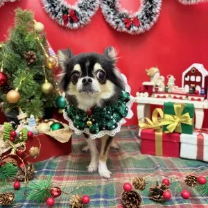 2025年12月28日16時47分投稿　ギャラリー記事「今日のわんちゃん♪」