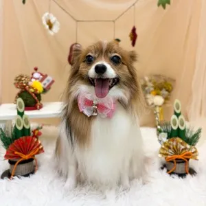 ギャラリー「今日のわんちゃん♪」