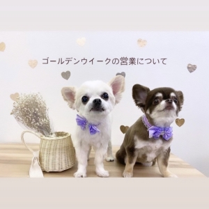 広島のドッグサロン「風~FUU~」 2022年04月28日16時41分投稿 お知らせ記事「ゴールデンウィークの営業について」