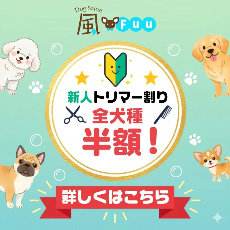 新人トリマー割り　全犬種半額！　詳しくはこちら